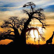 Zulu-featured-image
