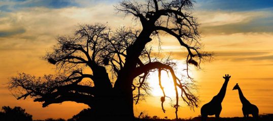 Zulu-featured-image